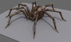 Wolf spider model. 3D Studio Max render using Fur/Hair modifier.